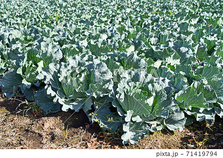 キャベツ畑 71419794
