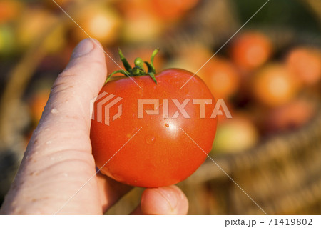 new crop of red tomatoes new crop of red tomatoes 71419802