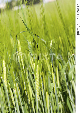 agricultural activities in the field agricultural activities in the field 71419837