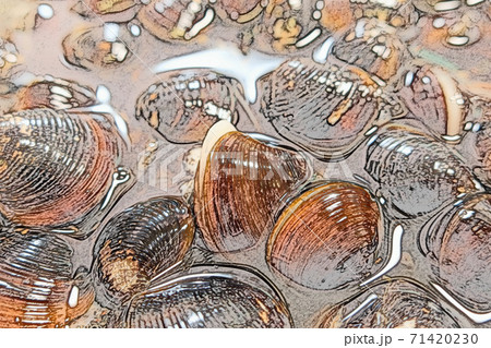 砂抜き中の「宍道湖産の活シジミ」色鉛筆画風 砂抜き中の「宍道湖産の活シジミ」色鉛筆画風 71420230