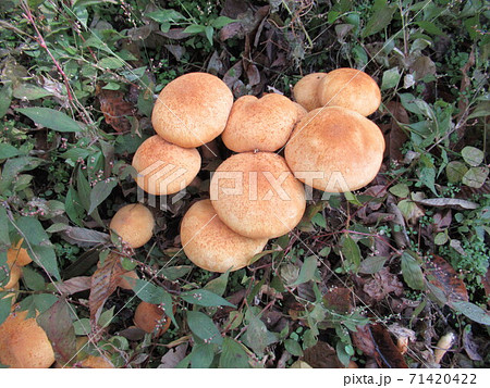 コガネタケ 71420422