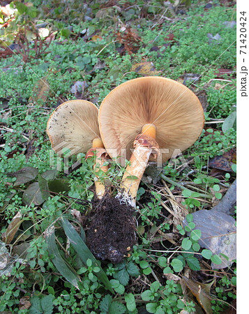 コガネタケ 71420424