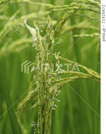 Close up rice flower with blur background. 71420472