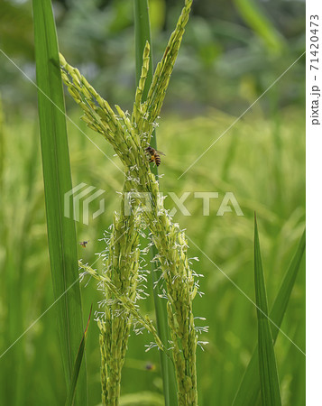 Close up rice flower with blur background. 71420473