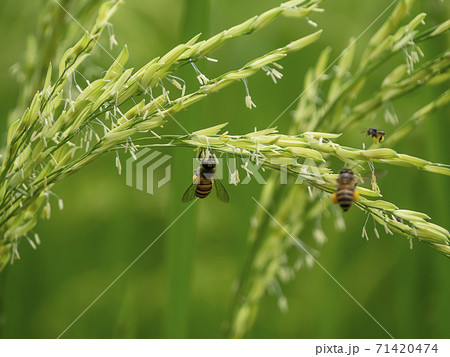 Close up rice flower with blur background. 71420474