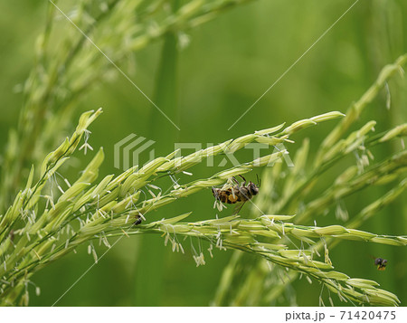 Close up rice flower with blur background. 71420475