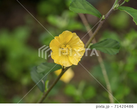 Close up Broom weed, Two-beaked, Sida acuta Burm plant Close up Broom weed, Two-beaked, Sida acuta Burm plant 71420486