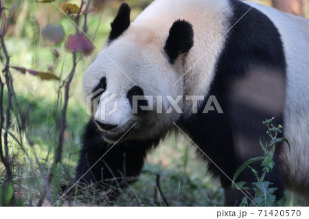 パンダ 71420570