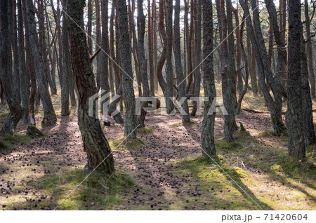 Glade with cones in dancing pine forest, national park Curonian Spits 71420604