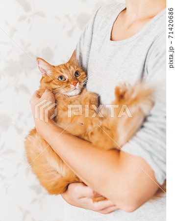 Woman cuddles her cute ginger cat. Fluffy pet looks pleased and sleepy. Fuzzy domestic animal. Cat lover. Woman cuddles her cute ginger cat. Fluffy pet looks pleased and sleepy. Fuzzy domestic animal. Cat lover. 71420686