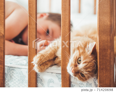 Toddler lies in bed with cute ginger cat. Little boy laughting. Child's friendship with domestic cat. Cozy home at morning. 71420698