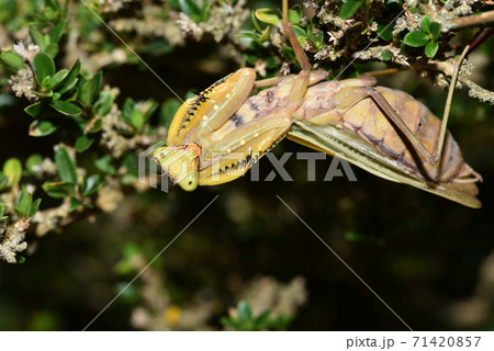 ハラビロカマキリのポーズ ハラビロカマキリのポーズ 71420857
