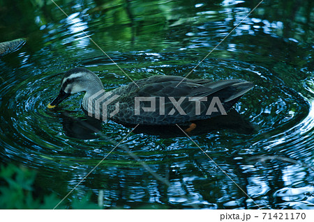 泳ぐカルガモ 71421170