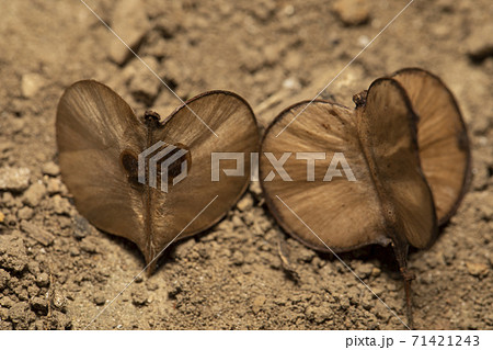 ヤマイモ　種 71421243