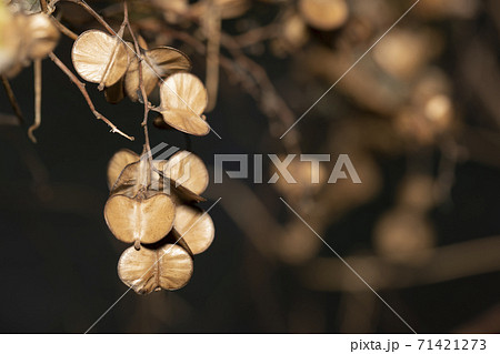 ヤマイモ　種 71421273