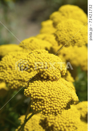 Gold plate yarrow 71421732