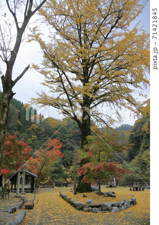 熊本県 五木村 白滝公園の紅葉、 熊本県 五木村 白滝公園の紅葉、 71421845