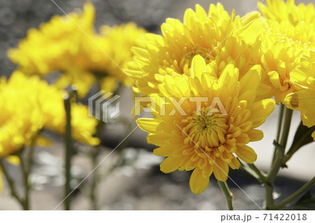 黄色い菊の花の写真素材