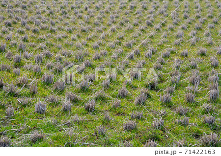 稲刈りが終わったままの田んぼ 稲刈りが終わったままの田んぼ 71422163