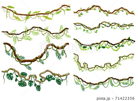 Liana as Long-stemmed Woody Vine Climbing and Tangled Around Tree Vector Set 71422356