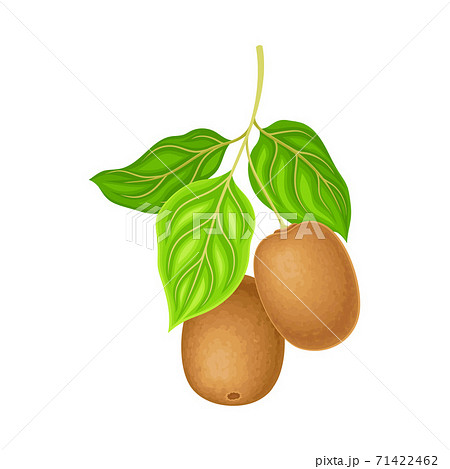 Whole Kiwifruit or Kiwi with Fibrous Brown Skin Hanging on Tree Branch Vector Illustration 71422462