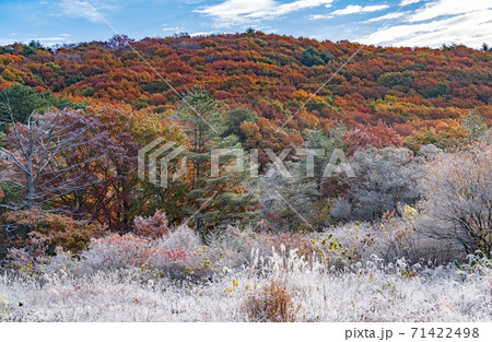霧氷で凍りついた八幡高原の紅葉 71422498
