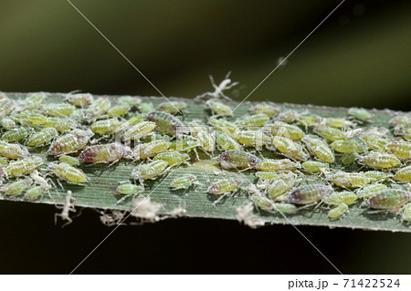 生き物 昆虫 モモコフキアブラムシ アシの葉裏にびっしり モモやウメの木に産卵するそうですの写真素材