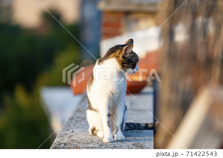 Homeless cat sitting on building terrace outdoors Homeless cat sitting on building terrace outdoors 71422543