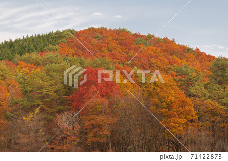 氷点下の朝の八幡高原の紅葉 71422873