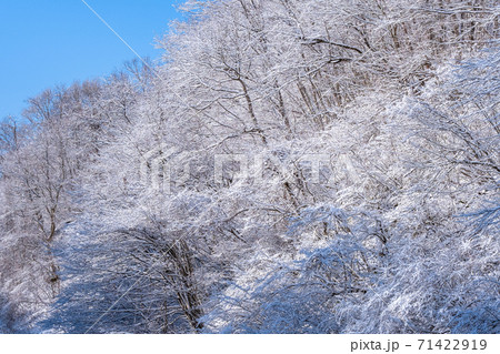 冬の森 71422919