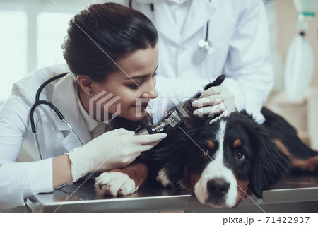 The dog lies on the table and while veterinarian. 71422937