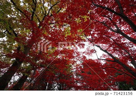モミジの紅葉風景（札幌市平岡樹芸センター） 71423156