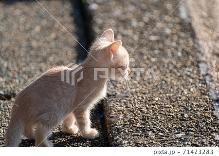 初めての外出 可愛い子猫の写真素材