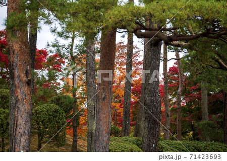 松の木立の陰から紅葉したもみじが 71423693