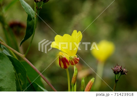 秋の野の花： アキノノゲシ ： キクカ科 71423918