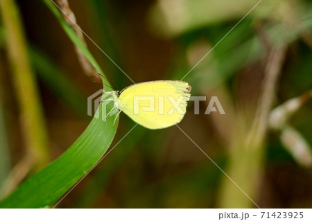 昆虫:モンキイチョウ:秋:河川敷 昆虫:モンキイチョウ:秋:河川敷 71423925
