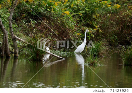 水辺の鳥:渡り鳥:ダイサギ&シラサギ:池:河川敷 水辺の鳥:渡り鳥:ダイサギ&シラサギ:池:河川敷 71423926
