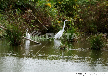 水辺の鳥:渡り鳥:ダイサギ&シラサギ:池:河川敷 水辺の鳥:渡り鳥:ダイサギ&シラサギ:池:河川敷 71423927