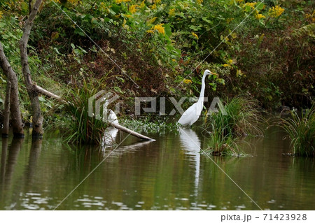 水辺の鳥:渡り鳥:ダイサギ&シラサギ:池:河川敷 水辺の鳥:渡り鳥:ダイサギ&シラサギ:池:河川敷 71423928