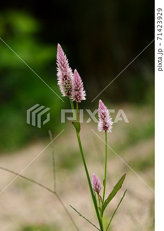 野の花:のげいとう:野鶏頭の花:河川敷 野の花:のげいとう:野鶏頭の花:河川敷 71423929