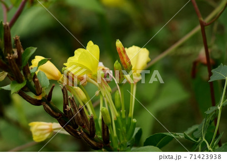 秋の野の花： めまつよいぐさ ： あかばな科 71423938