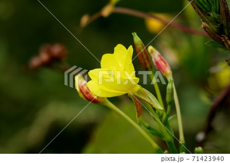 秋の野の花： めまつよいぐさ ： あかばな科 71423940