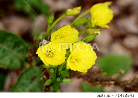 秋の野の花： めまつよいぐさ ： あかばな科 71423943