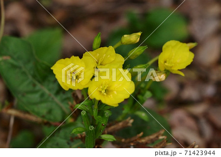 秋の野の花： めまつよいぐさ ： あかばな科 71423944