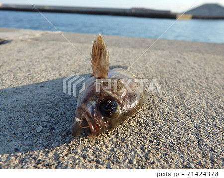 荒浜漁港公園で釣り上げたメバルの頭 71424378