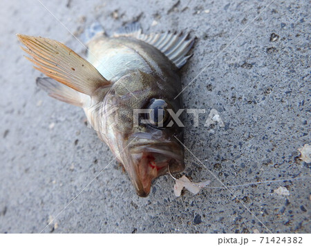 荒浜漁港公園で釣り上げたメバル頭から 荒浜漁港公園で釣り上げたメバル頭から 71424382
