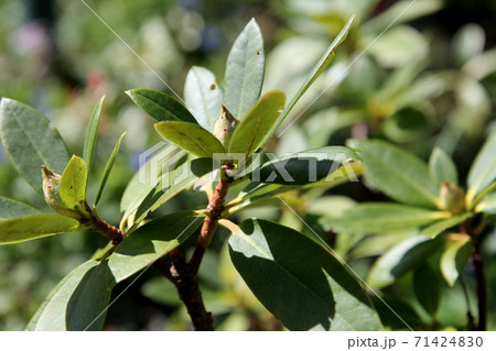 西洋シャクナゲの蕾 71424830