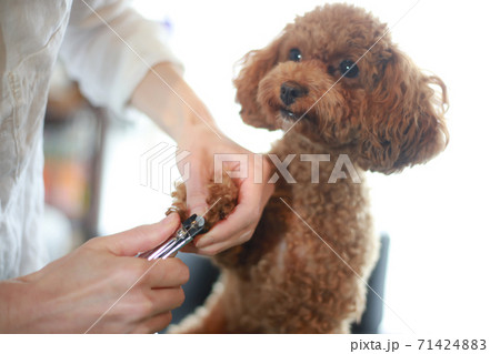 小型犬のつめ切り 71424883