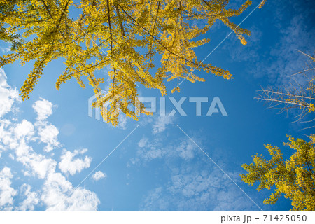 紅葉したイチョウの木と晴天の空 紅葉したイチョウの木と晴天の空 71425050