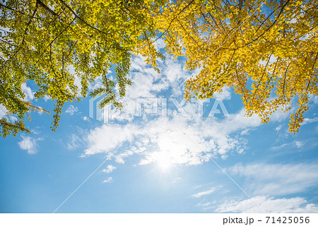 紅葉したイチョウの木と晴天の空② 紅葉したイチョウの木と晴天の空② 71425056
